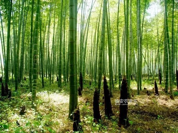 临安农家乐三日游