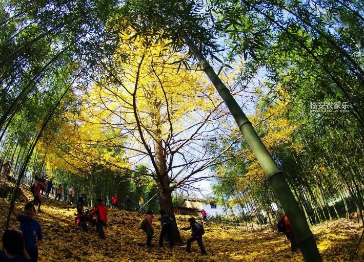 临安神龙川农家乐旅游